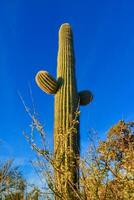 Saguaro Cactus Carnegiea gigantea in desert, giant cactus against a blue sky in winter in the desert of Arizona, USA photo
