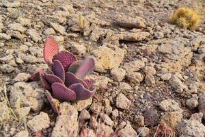 Golden prickly pear Opuntia aurea, opuntia basilaris var. aurea. Arizona cacti photo