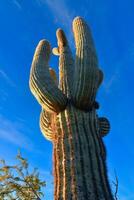 Saguaro Cactus Carnegiea gigantea in desert, giant cactus against a blue sky in winter in the desert of Arizona, USA photo