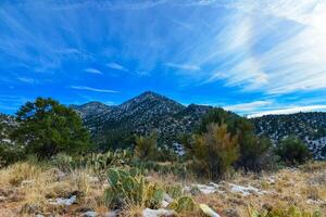 Coniferous forest and snow-capped mountains against a blue sky, frost-resistant cacti photo