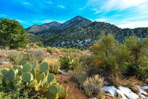 Coniferous forest and snow-capped mountains against a blue sky, frost-resistant cacti photo