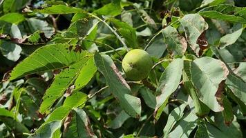 A green almost ripe nut on a tree with leaves. video