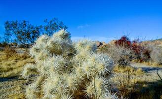 Cylindropuntia echinocarpa - Cholla Cactus Garden Sunset Mojave Desert Joshua Tree National Park photo