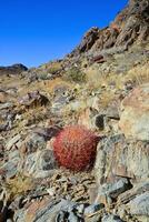 Desert mountain landscape with cacti. Desert barrel cactus Ferocactus cylindraceus, Joshua Tree National Park, south California photo