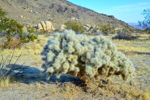 Cylindropuntia echinocarpa - Cholla Cactus Garden Sunset Mojave Desert Joshua Tree National Park photo