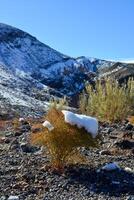 A cap of snow on desert plants on a snow-covered mountain pass. Death Valley National Park, CA photo