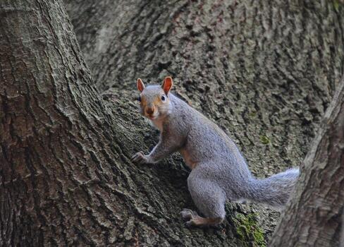 salvaje animales, gris ardilla sciurus carolinensis recoge nueces en el parque foto