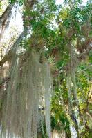 Spanish moss Tillandsia usneoides is an epiphytic flowering plant, is a flowering plant that grows upon larger trees photo