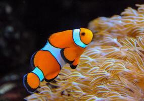 Clown fish, Anemonefish Amphiprion ocellaris swim among the tentacles of anemones, symbiosis of fish and anemones photo