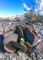 Dehydrated Beavertail cactus Opuntia basilaris, prickly pear cactus, California, USA photo