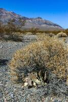 Dry desert vegetation and Dehydrated Beavertail cactus Opuntia basilaris, prickly pear cactus, California, USA photo