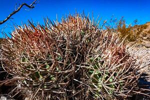 Cottontop cactus Echinocactus polycephalus, Cacti in the stone desert in the foothills, Arizona photo
