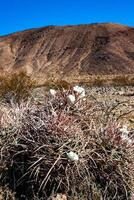 Cottontop cactus Echinocactus polycephalus, Cacti in the stone desert in the foothills, Arizona photo