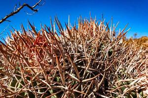 Cottontop cactus Echinocactus polycephalus, Cacti in the stone desert in the foothills, Arizona photo