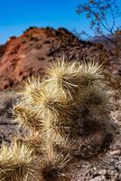 Teddy bear cholla Cylindropuntia bigelovii, cactus with tenacious yellow spines, numerous in the Sonoran Desert, California photo