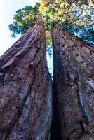 Giant Sequoia trees Sequoiadendron giganteum in Sequoia National Park, California, USA photo