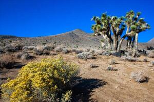 Joshua tree, palm tree yucca Yucca brevifolia, thickets of yucca and other drought-resistant plants on the slopes of the Sierra Nevada mountains, California, USA photo