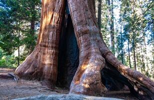 Giant Sequoia trees Sequoiadendron giganteum in Sequoia National Park, California, USA photo