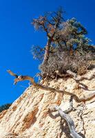 Conifers and other drought-resistant plants grow on the clay and stone rocks of the mountain at the pass in the Sierra Nevada Mountains, California, USA photo