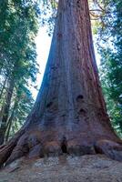 Giant Sequoia trees Sequoiadendron giganteum in Sequoia National Park, California, USA photo
