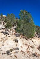 Conifers and other drought-resistant plants grow on the clay and stone rocks of the mountain at the pass in the Sierra Nevada Mountains, California, USA photo