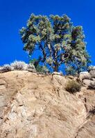 Conifers and other drought-resistant plants grow on the clay and stone rocks of the mountain at the pass in the Sierra Nevada Mountains, California, USA photo