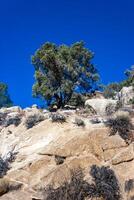 Conifers and other drought-resistant plants grow on the clay and stone rocks of the mountain at the pass in the Sierra Nevada Mountains, California, USA photo