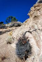 drought-resistant plants grow on the clay and stone rocks of the mountain at the pass in the Sierra Nevada Mountains, California, USA photo