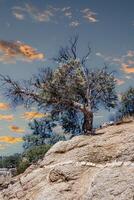 Conifers and other drought-resistant plants grow on the clay and stone rocks of the mountain at the pass in the Sierra Nevada Mountains, California, USA photo