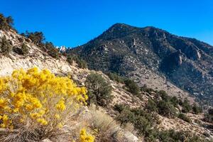 Conifers and other drought-resistant plants grow on the clay and stone rocks of the mountain at the pass in the Sierra Nevada Mountains, California, USA photo