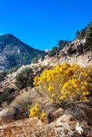 Conifers and other drought-resistant plants grow on the clay and stone rocks of the mountain at the pass in the Sierra Nevada Mountains, California, USA photo