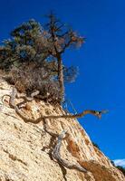 Conifers and other drought-resistant plants grow on the clay and stone rocks of the mountain at the pass in the Sierra Nevada Mountains, California, USA photo