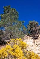 Conifers and other drought-resistant plants grow on the clay and stone rocks of the mountain at the pass in the Sierra Nevada Mountains, California, USA photo