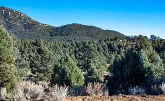 Lonely pine trees and other mountain plants on the clay and stone rocks of the mounta in at the pass in the Sierra Nevada Mountains, California, USA photo