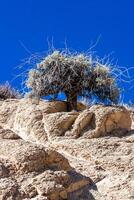 Conifers and other drought-resistant plants grow on the clay and stone rocks of the mountain at the pass in the Sierra Nevada Mountains, California, USA photo