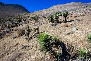 Joshua tree, palm tree yucca Yucca brevifolia, thickets of yucca and other drought-resistant plants on the slopes of the Sierra Nevada mountains, California, USA photo