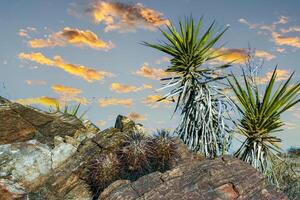 Strawberry hedgehog cactus Echinocereus engelmannii - a group of spiny cacti with long brown spines in Joshua Tree NP, California photo