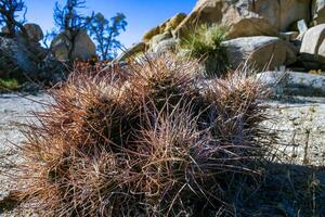 Strawberry hedgehog cactus Echinocereus engelmannii - a group of spiny cacti with long spines in a desert rock landscape of Joshua Tree NP, California photo