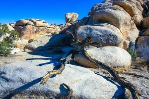 Trunk of a dry dead tree among the rocks in the rock desert in Joshua Tree National Park, California photo