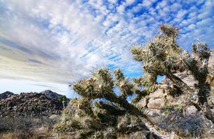 Cylindropuntia bigelovii - cactus shape with long silvery spines with rock desert near Joshua Tree NP photo