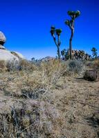 Rock landscape, Strawberry hedgehog cactus and Yucca Brevifolia Mojave Desert Joshua Tree National Park, CA photo
