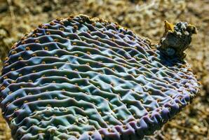 Chenille Prickly Pear Cactus Opuntia aciculata - Mojave Desert, Joshua Tree National Park, CA photo