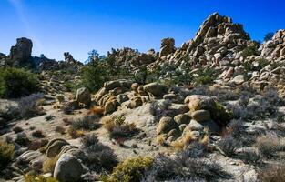 Desert stone landscape Joshua Tree, Big Rocks and Yucca Brevifolia Mojave Desert, Joshua Tree National Park, California photo