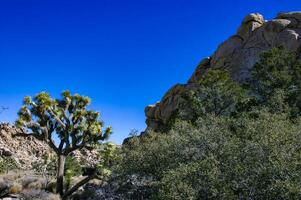 Cacti, yuccas and conifers among rocks in the rock desert in Joshua Tree National Park, California photo