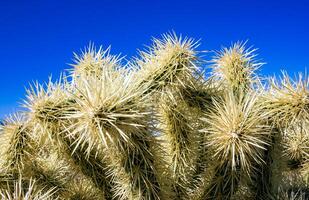 Teddy-bear cholla Cylindropuntia bigelovii - desert landscape, large thickets of prickly pear cactus with tenacious yellowish spines in Joshua Tree NP, California photo