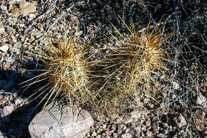 Strawberry hedgehog cactus Echinocereus engelmannii - a group of spiny cacti with long brown spines in Joshua Tree NP, California photo