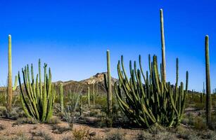 Desert landscape with cacti, Stenocereus thurberi, Carnegiea gigantea and other succulents photo