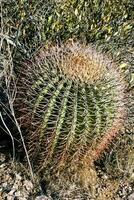 Ferocactus wislizeni Fishhook Barrel Cactus, a large specimen of cactus in the rock desert in Organ Pipe Cactus National Park, Arizona photo