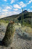 Ferocactus wislizeni Fishhook Barrel Cactus - flowering plant with ripening fruits and seeds in the rock desert photo