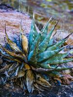 Desert mountain rock landscape in Arizona, succulent Agave sp. grows in the mountains photo